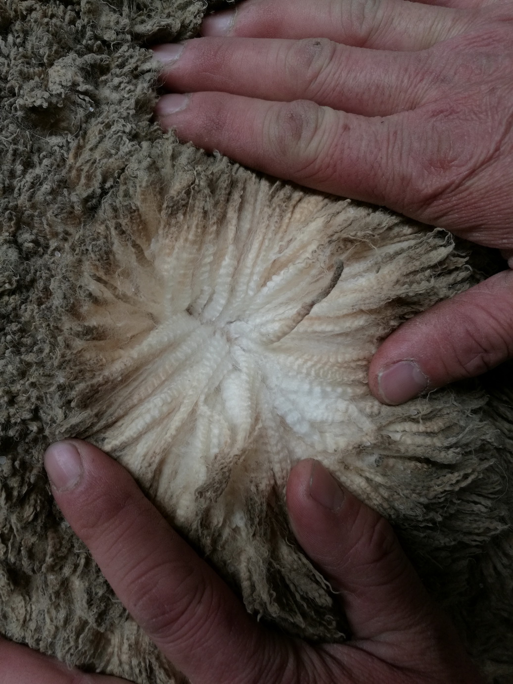 綿羊1.jpg wool.jpg